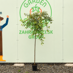 Vŕba rakytová (Salix caprea) ´KILMARNOCK´ - výška 170-180 cm, kont. C3L - NA KMIENKU